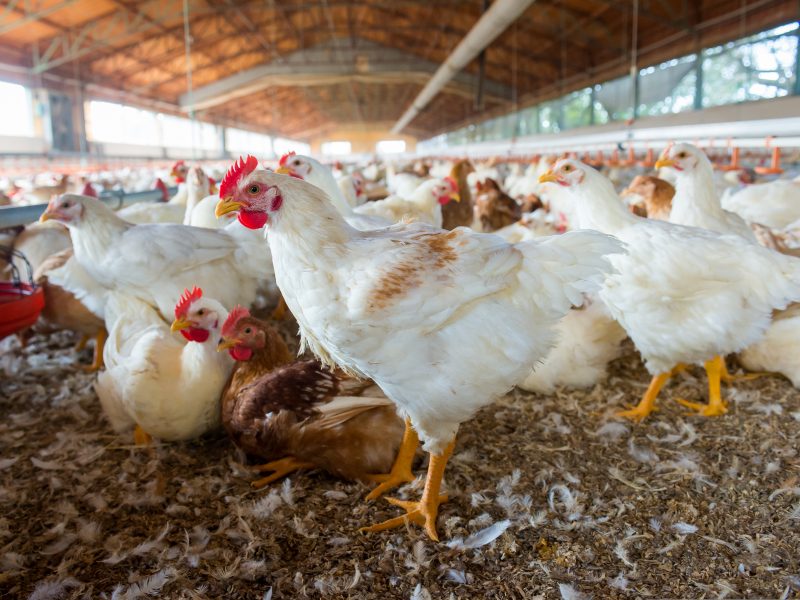Chickens