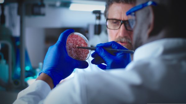 lab grown meat could be worse for environment than standard beef