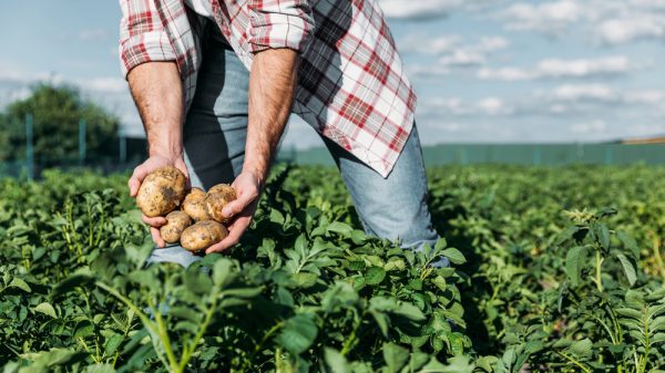 cropped shot of gardener in checkered shirt holding potatoes while working on farm - McCain Foods and NatWest have come together to financially support potato farmers who are transitioning to sustainable agricultural practices.