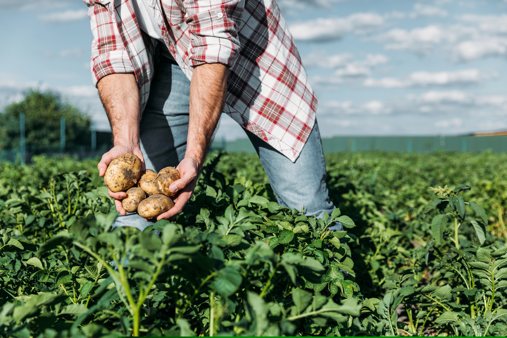 cropped shot of gardener in checkered shirt holding potatoes while working on farm - McCain Foods and NatWest have come together to financially support potato farmers who are transitioning to sustainable agricultural practices.