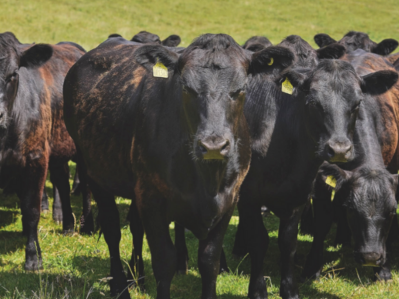 Waitrose cows