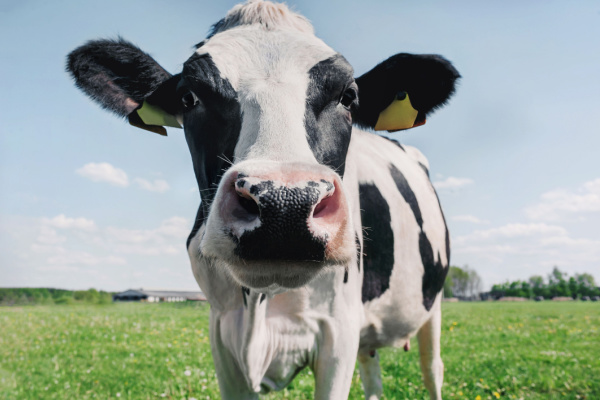 Waitrose Milk production