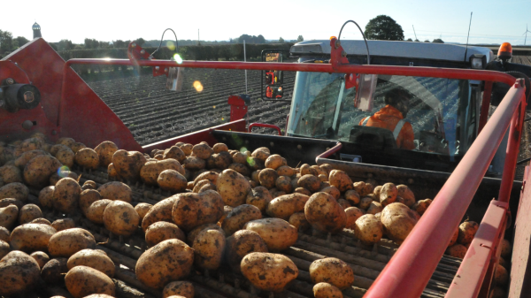Morrisons potato farm