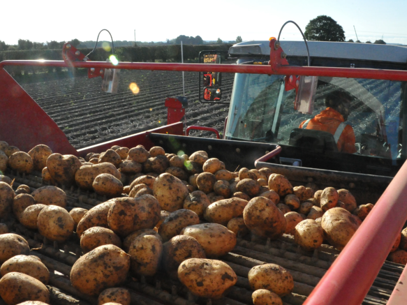 Morrisons potato farm