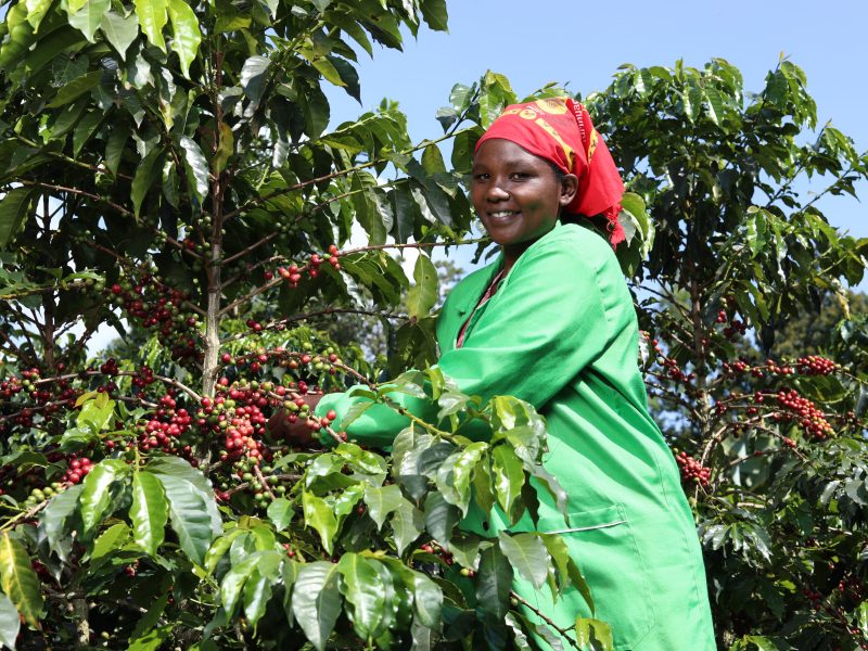 Co-op x Fairtrade - sustainable grocery brands