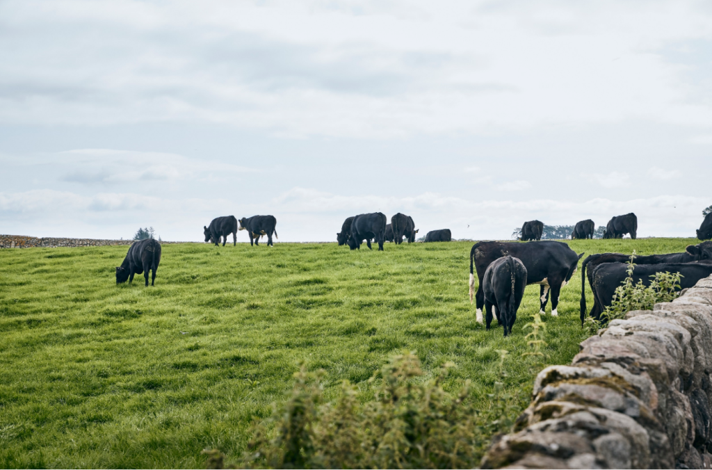 Co-op beef farm
