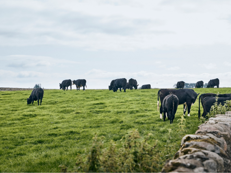 Co-op beef farm