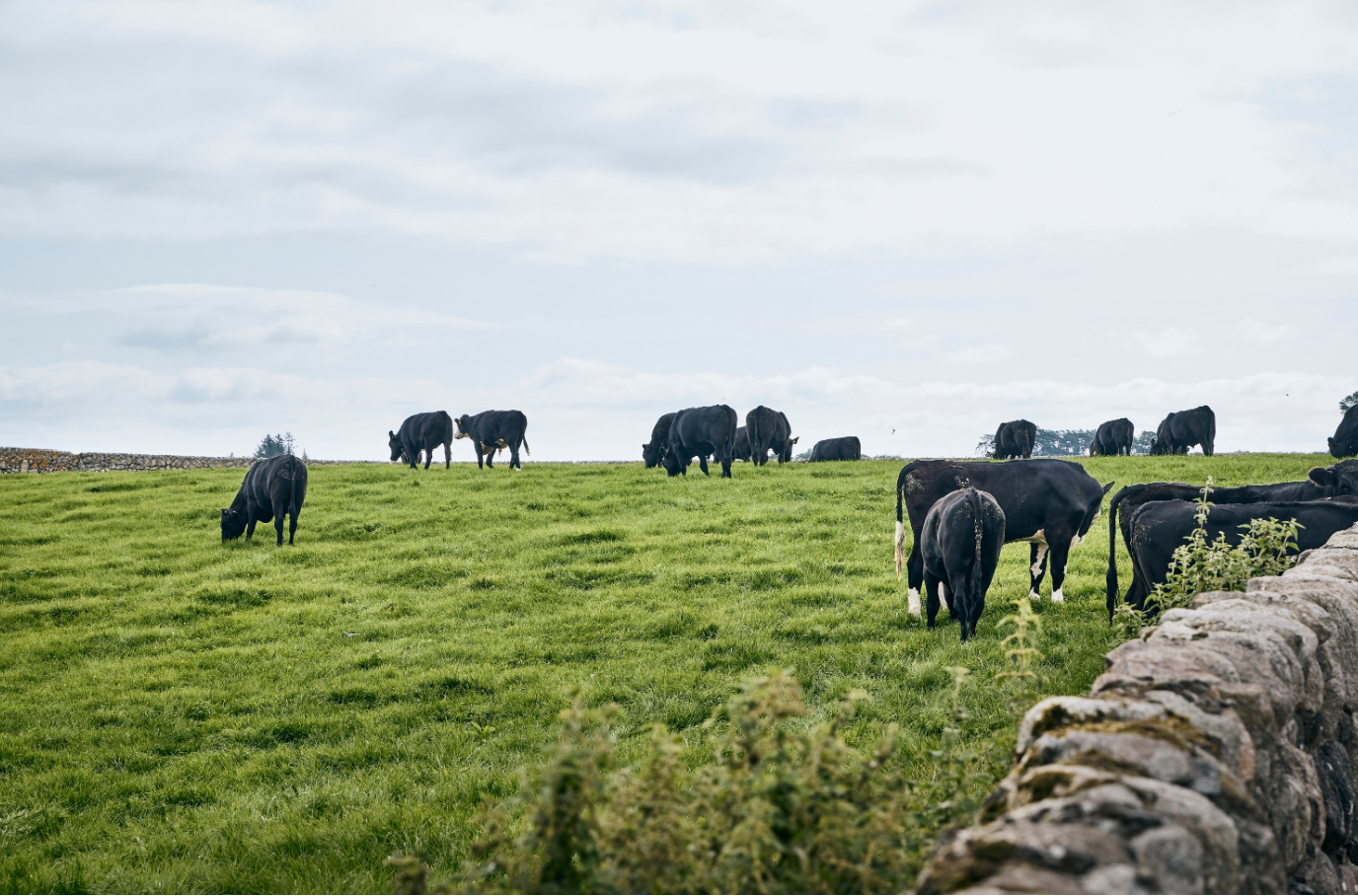Co-op beef farm