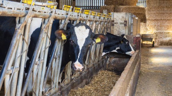 The Department for Business and Trade (DBT) has unveiled its new Dairy Export Programme aimed at boosting agri-food exports in overseas markets, depicting here cows in a farm feeding