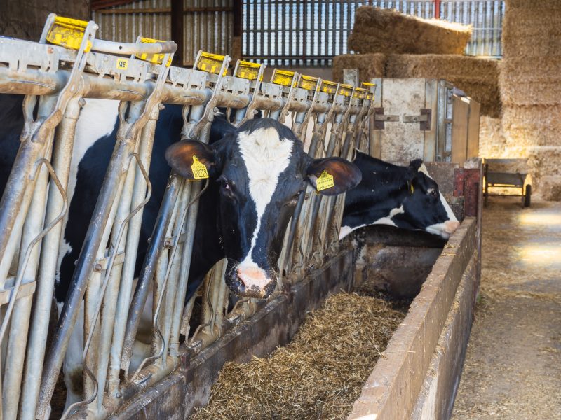 meat The Department for Business and Trade (DBT) has unveiled its new Dairy Export Programme aimed at boosting agri-food exports in overseas markets, depicting here cows in a farm feeding