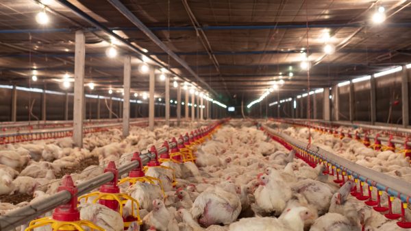 Morrisons is set to make further significant improvements to its own-brand chicken welfare standards in its supplier farms, here depicting chickens in a farm