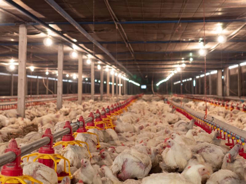 Morrisons is set to make further significant improvements to its own-brand chicken welfare standards in its supplier farms, here depicting chickens in a farm