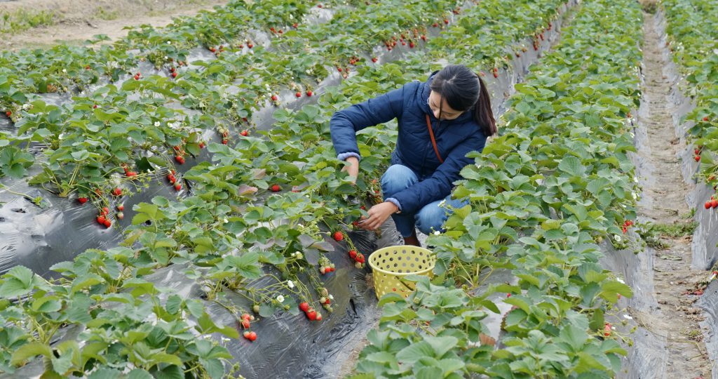 Fruit supplier - Artificial intelligence (AI) technology has the potential to be a game changer for transforming the produce and fresh fruit supply chain, say distributors. 