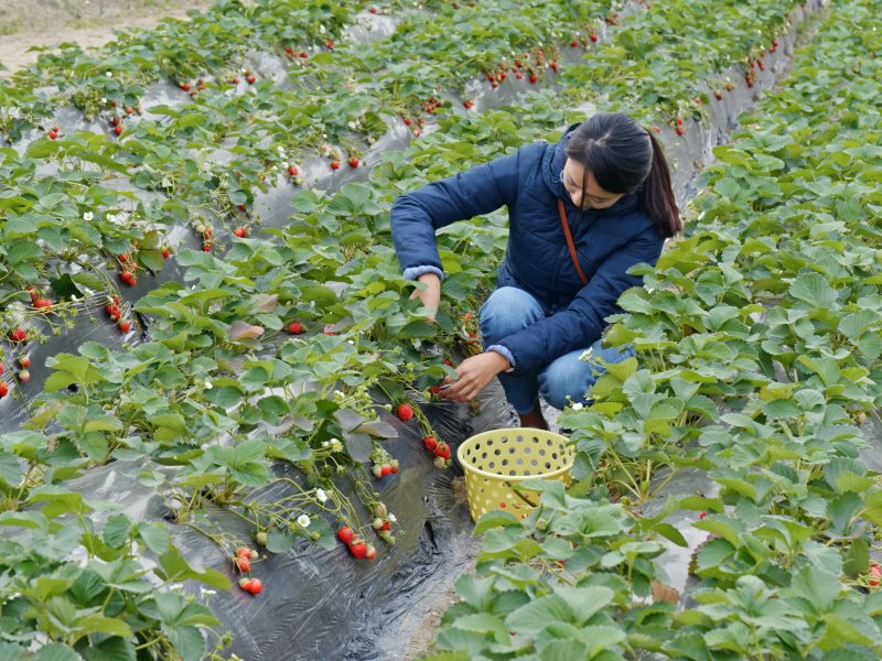 Fruit supplier - Artificial intelligence (AI) technology has the potential to be a game changer for transforming the produce and fresh fruit supply chain, say distributors. 