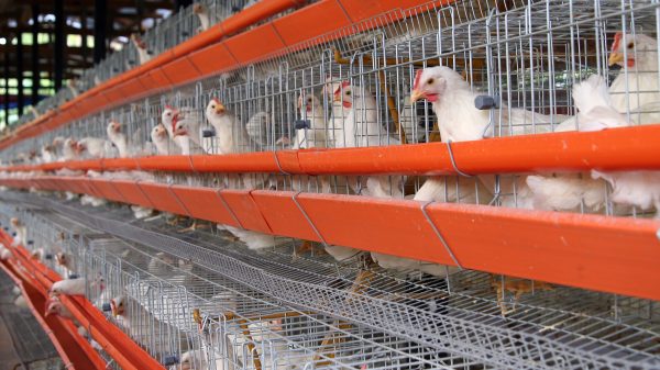 Scotland is proposing to become the first in the UK to implement a ban on the sale of eggs from caged hens, in a bid to improve animal welfare.