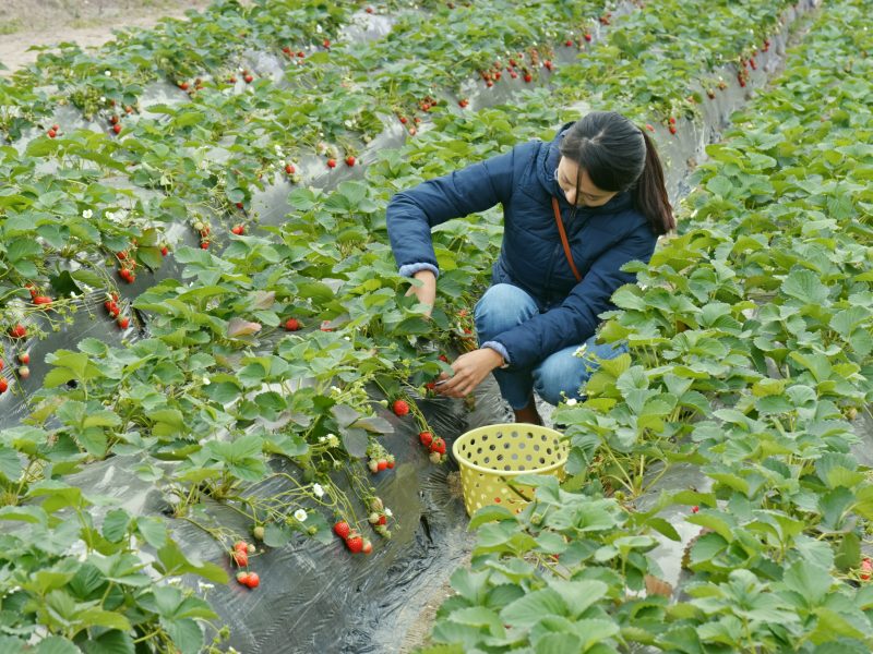 Food| The government has unveiled a series of new measures in an attempt to bolster the UK's food supply chain and tackle its labour shortages.