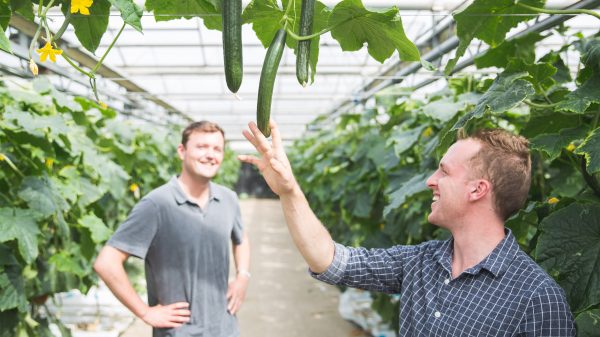 Scott and Wright at the cucumber farm