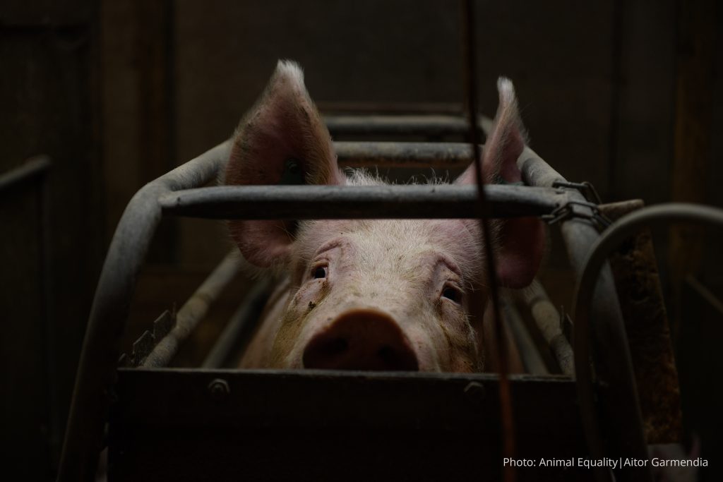 Tesco is facing backlash from campaigners after animal protection organisation Animal Equality allegedly filmed cases of extreme and "abysmal" animal abuse at one of the supermarket's Red Tractor farm suppliers.