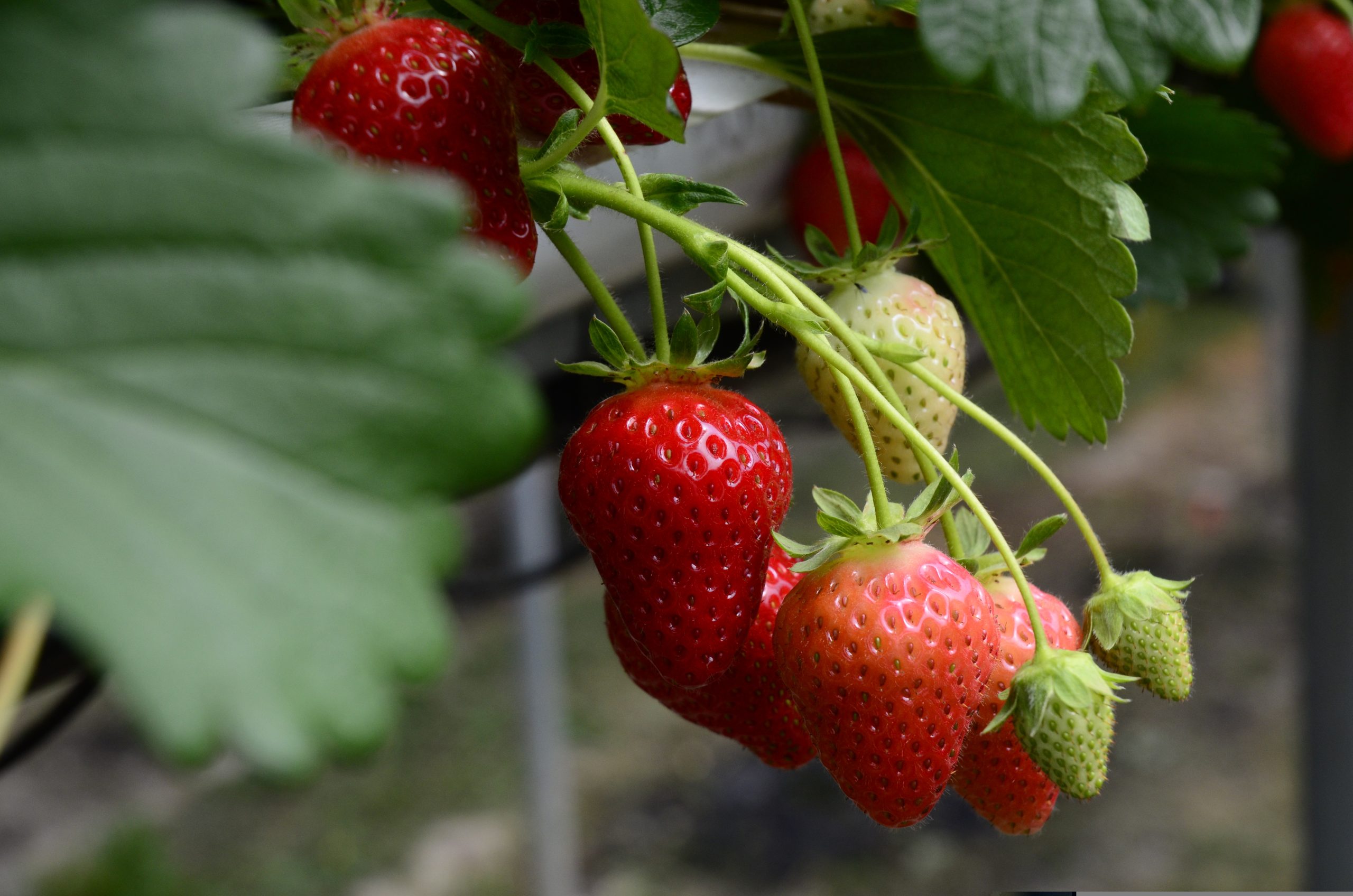 Strawberry