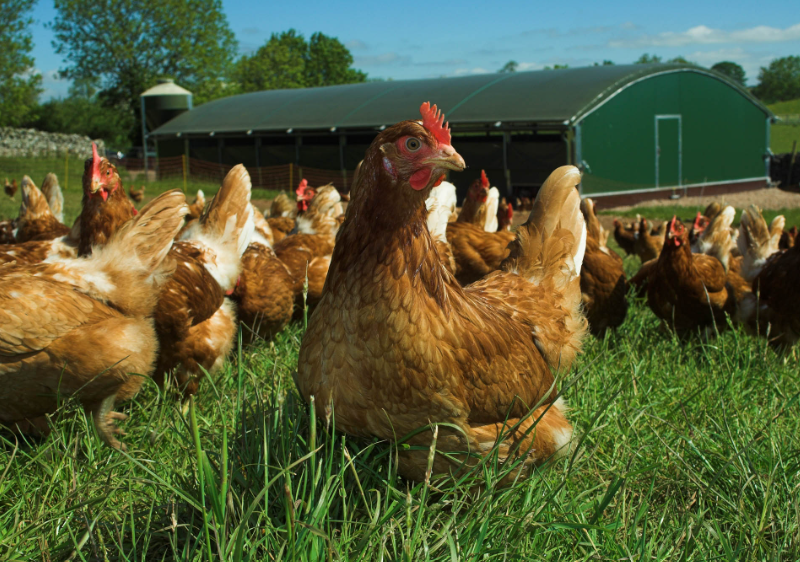 Sainsbury's chicken farm