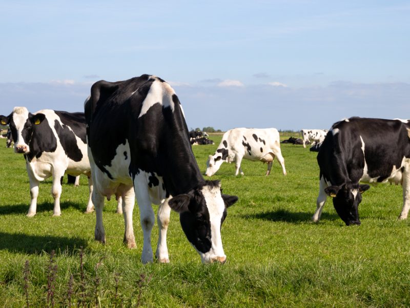 Cows - re Arla
