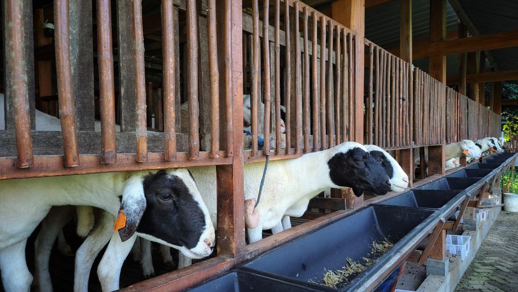 The UK has partially reassumed German meat and dairy imports, following the amendment of its ban due to the outbreak of foot and mouth disease (FMD).