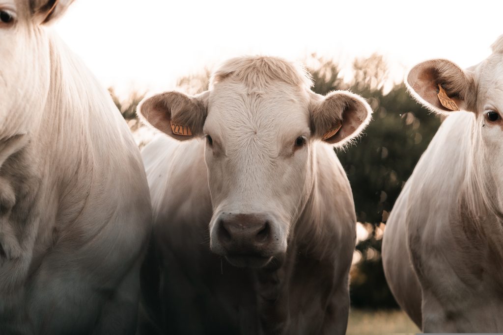 The Dairy Roadmap has launched a nationwide survey requesting dairy farmers' views on the biggest issues facing the sector.