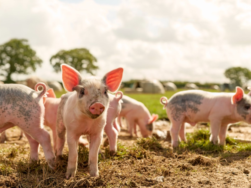 Waitrose has announced an industry-first move to make all of its own-label pork free range and 100% British by 2027, signing a new 10-year supply deal with Pilgrim’s Europe and UK pig farmers.