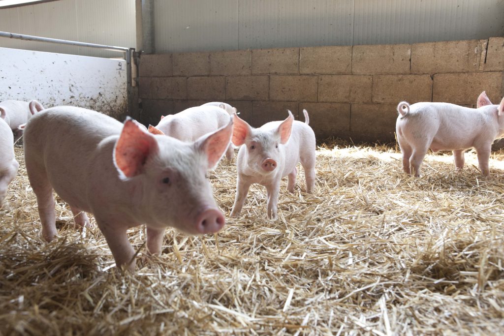 Waitrose has introduced higher welfare standards for its own-brand continental meat.