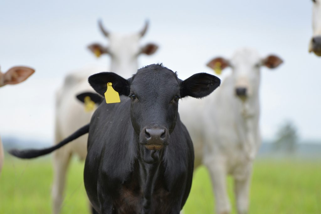 Brazilian beef