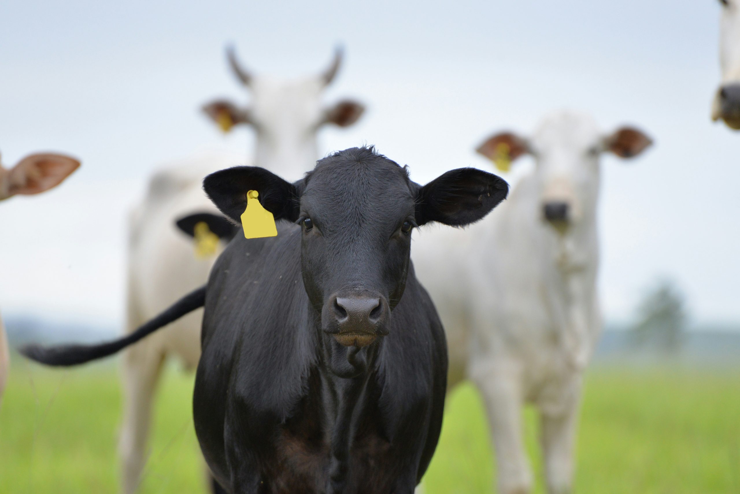 Brazilian beef