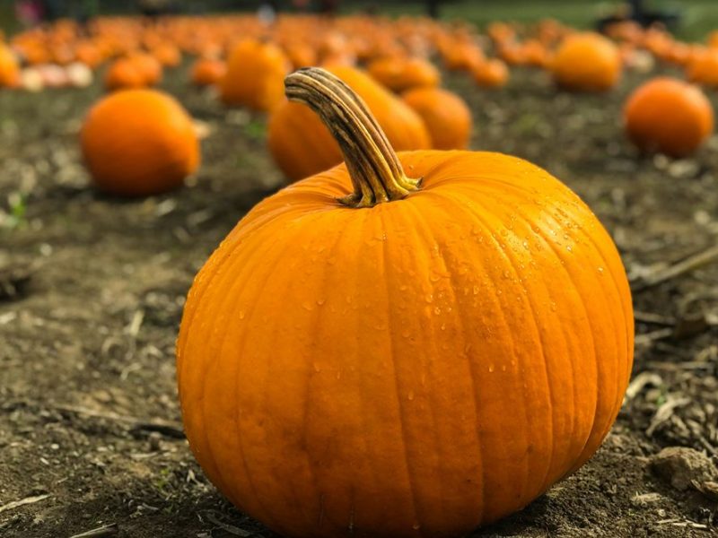 pumpkin prices