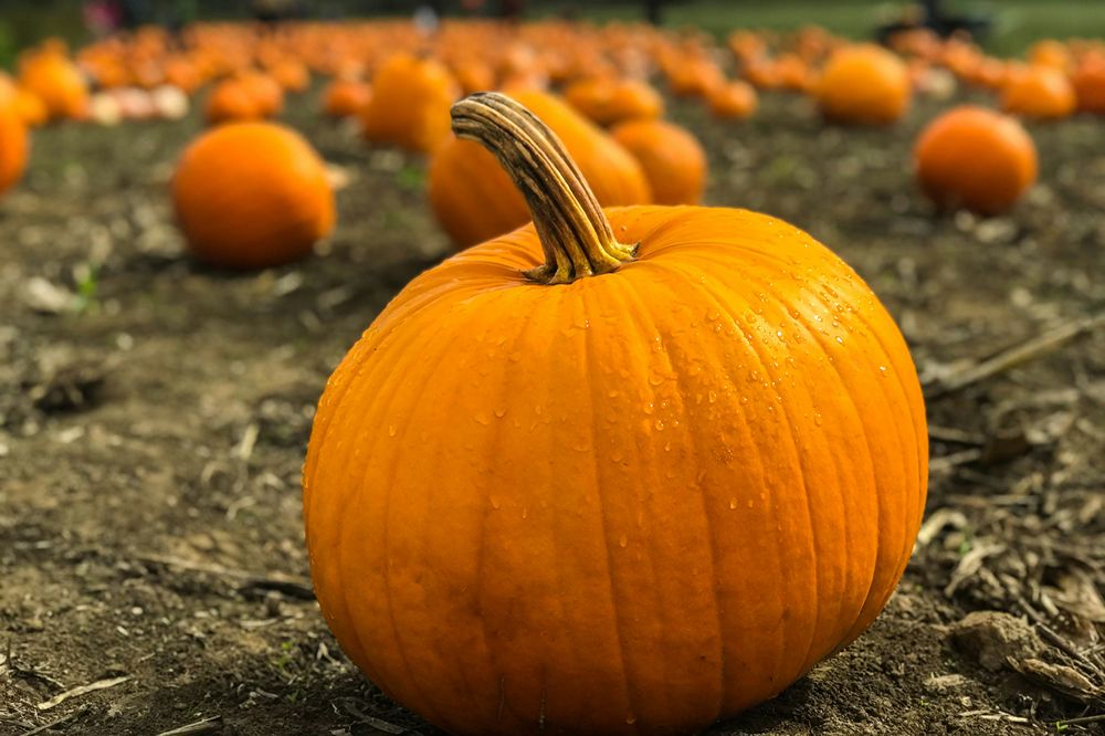 pumpkin prices
